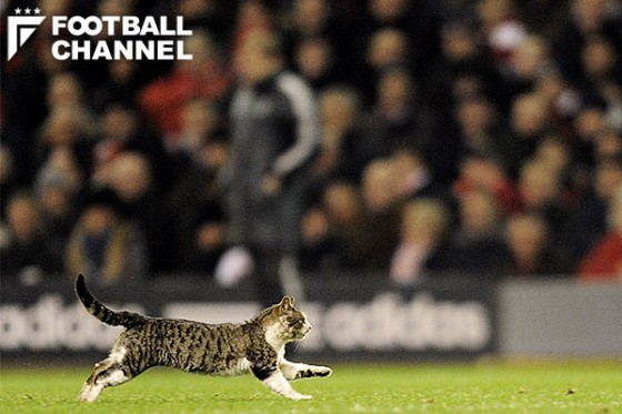 アンフィールドキャット