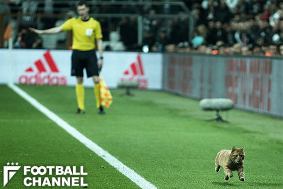 スタジアムに侵入した猫（右下）