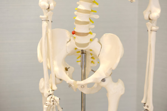 仙腸関節の模型